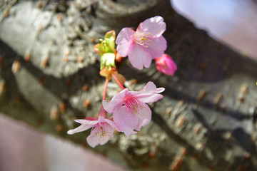 Kawazu cherry blossom