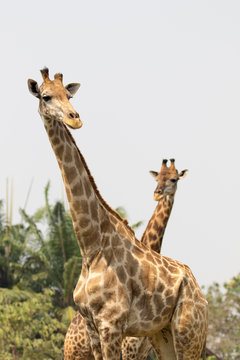 Image of a giraffe on nature background. Wild Animals.