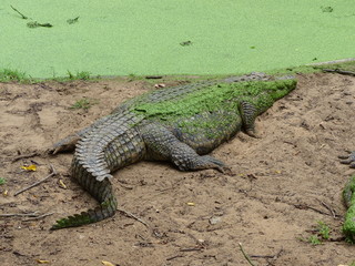 faule Krokodile am Teich mit grünen Wasserpflanzen