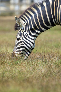 Image of an zebra eating grass on nature background. Wild Animal
