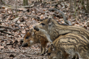 Frischlinge in einem Wald