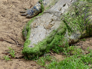 faule Krokodile am Teich mit grünen Wasserpflanzen