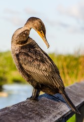 Carmaron drying its wings under sunset at everglades, Florida