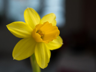Close-up of a Beautiful yellow Daffodil