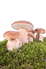 Cep on a hummock