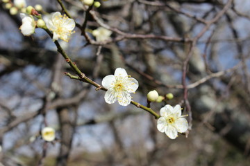 梅の花