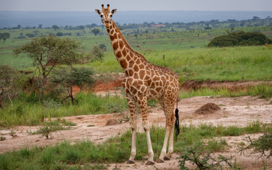 Naklejka na ściany i meble Single giraffe in Murchison Park, Uganda