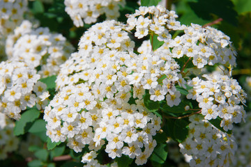 white wild flower in field close up