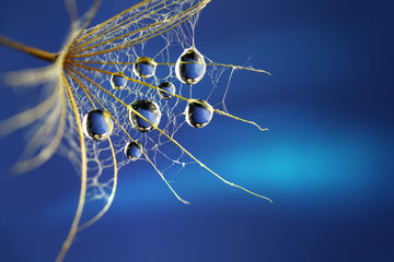 Fototapeta premium Krople wody deszcz rosy makro makro do nasion kwiat mniszka lekarskiego na niebieskim tle. Piękna pajęczyna obrazu. Streszczenie szablon granicy do projektowania.