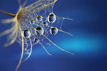 Fotobehang Waterdruppels regen dauw close-up macro om paardebloem bloem te zaaien op een blauwe achtergrond. Mooie afbeelding spinnenweb. Abstracte rand sjabloon voor ontwerp. © Laura Pashkevich