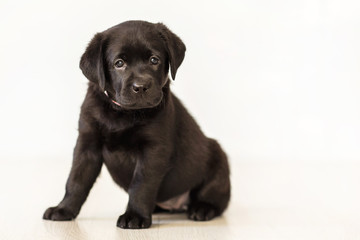 Black labrador puppy