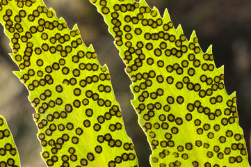 Fern spores on leaf.