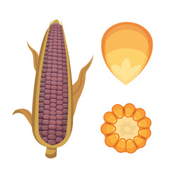 Organic Corn Isolated on White Background. Agriculture farm vegetable for popcorn vector. Corncob with leafs vegeterian food illustration