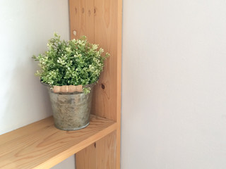 Small green plant in pot on wooden book shelf with white wall background