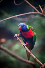 Allfarblori, Trichoglossus haematodus