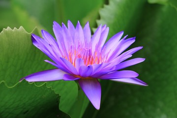 Lotus lilly purple on water beautiful © pramot48