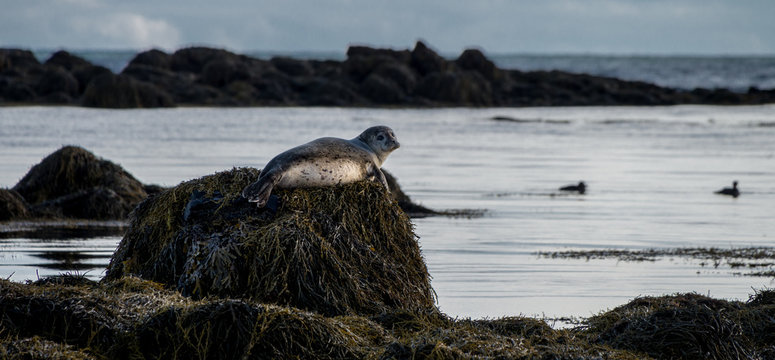 Seals resting in Ytri Tunga beach in Iceland