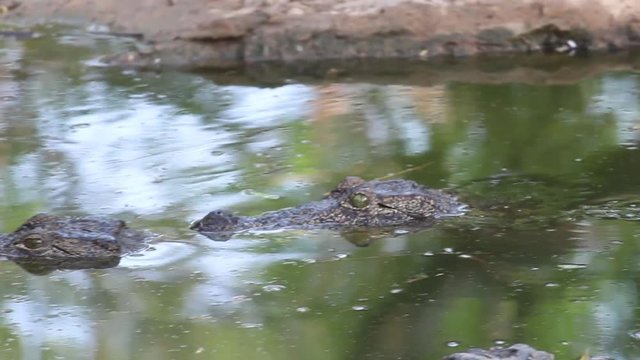 Crocodile Swimming in water 