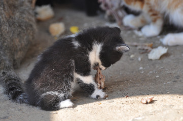Hungry black kitten eat a fresh bones
