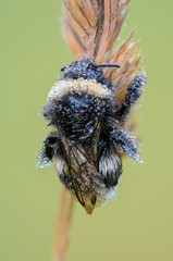 Portrait of a field Bumblebee closeup