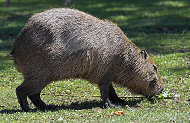 Capybara. Latin name - Hydrochoerus hydrochaeris