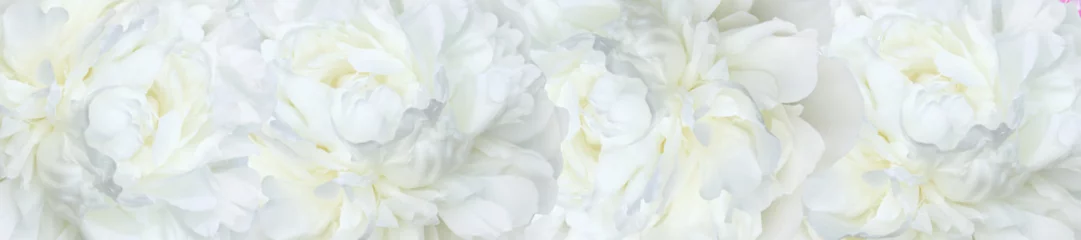 Foto op Plexiglas panorama witte pioenrozen © lms_lms