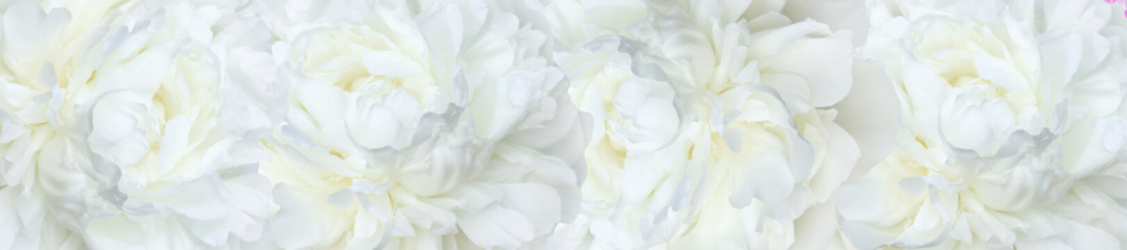 Fototapeta  panorama  white peonies