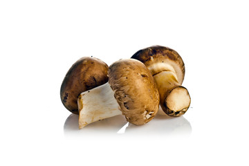 mushrooms on a white background