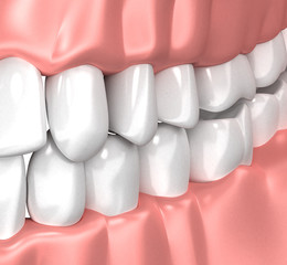 Fototapeta na wymiar Teeth Gum Human Mouth Anatomy - 3d illustration