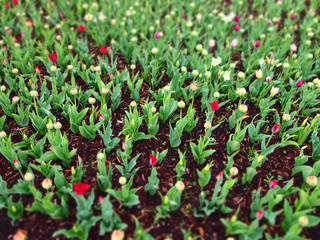 Young Tulips