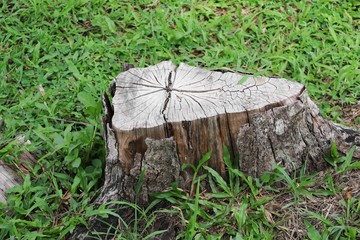 Stump of trees in nature