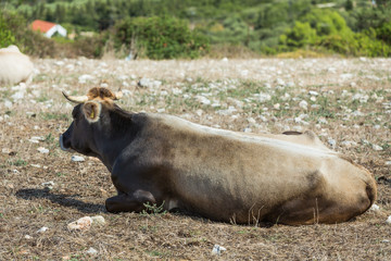 Cow on a meadow