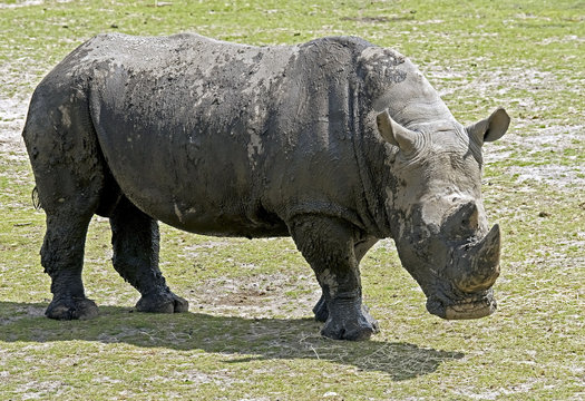 African rhinoceros. Latin name - Diceros bicornis