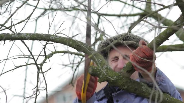 farmer cutting a branch in spring/Farmer Pruning Fruit Tree Twigs In Orchard 
