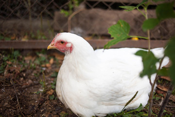 White chicken resting