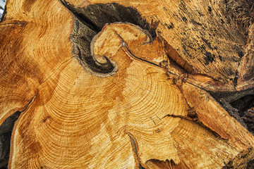 texture of wood logs