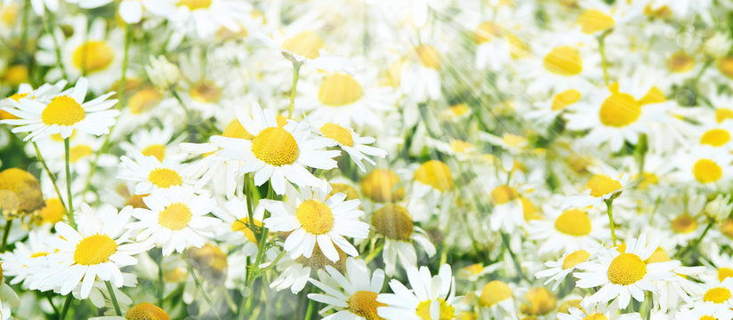 Summer field with daisies © svetavo