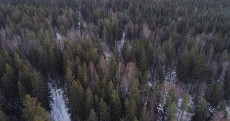 aerial photo over fir forest in winter season, drone photo