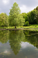 Fototapeta na wymiar Magnifique reflet sur l'eau d'un lac d'un arbre centenaire. Promenade au bord du lac.