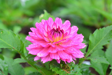 Obraz premium Closeup of Beautiful dahlia flower