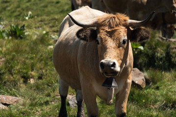 Naklejka na ściany i meble Vache à cloche au massif du Sancy en Auvergne France. Cette vache à cloche nous regarde.