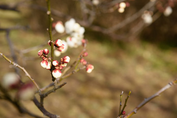 咲き始めの梅