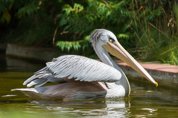 Pélican à dos rosé dans son étang au zoo d'Amnéville en France. 