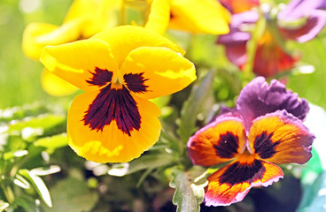 First pansy flower at spring in the garden