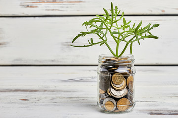 Plant and jar with coins. Economic potential and growth.