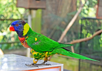 Beautiful colorful blue headed parrot