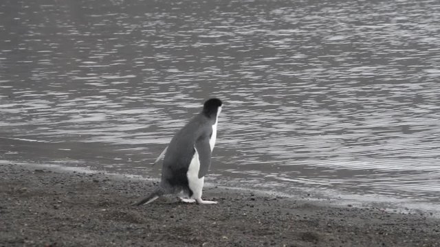 Chinstrap penguin ealking on the beach