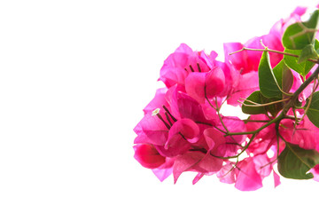 blooming bougainvillea : Colorful Paper flower on white backgrou