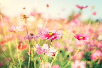 Obraz na płótnie Canvas Field pink cosmos flower with vintage toned.