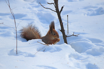squirrel